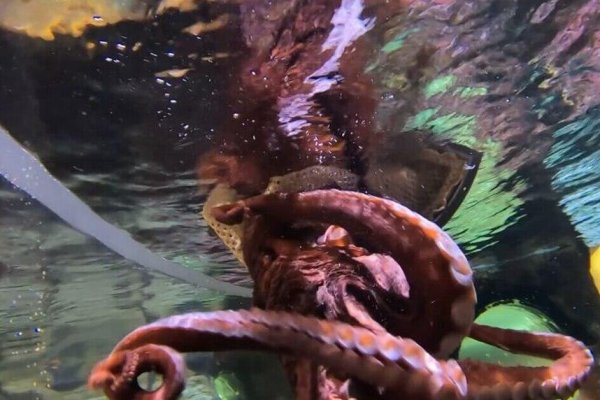 Kraken ссылка kraken link24 info