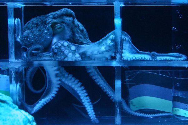 Kraken даркнет что это